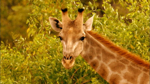 Nature Season 35 Episode 3 - Giraffes: Africa's Gentle Giants