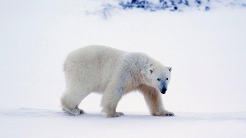 A Year on Planet Earth Season 1 Episode 1 - Winter