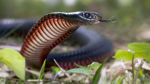 Extreme Snakes Season 1 Episode 1 - Australia