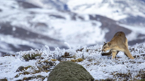 Nature Season 39 Episode 9 - Pumas: Legends of the Ice Mountains