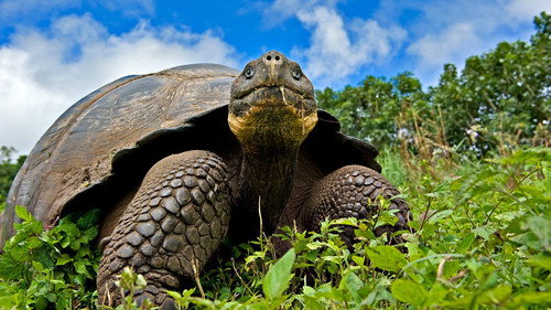 Natural World Season 35 Episode 3 - Galapagos: Islands of Change