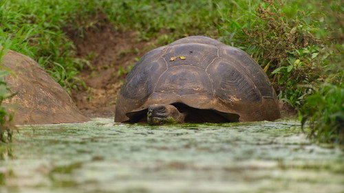 The Secret Lives of Animals Season 1 Episode 10 - Growing Old