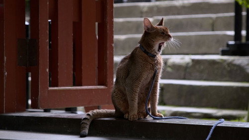 A Cat's-Eye View of Japan Season 5 Episode 5 - Sendai: In Deep Green