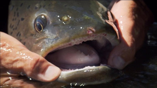 River Monsters Season 4 Episode 6 - Mongolian Mauler
