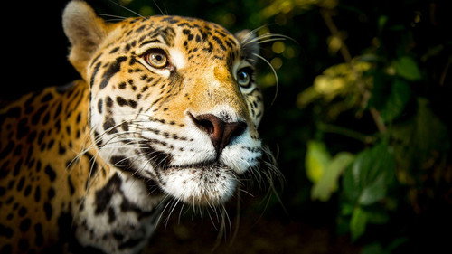 Nature Season 37 Episode 1 - Super Cats: Extreme Lives