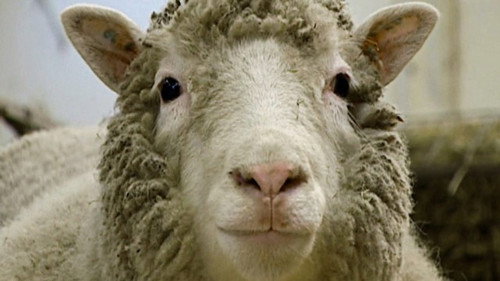 Horizon Season 58 Episode 3 - Dolly: The Sheep That Changed the World