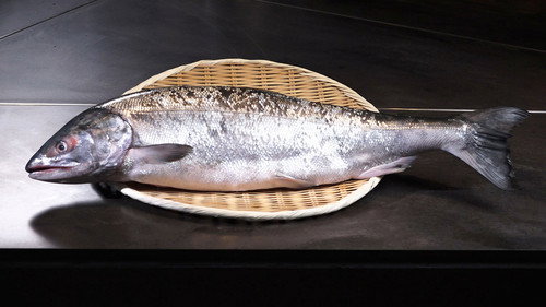 Trails to Oishii Tokyo Season 3 Episode 8 - SALMON