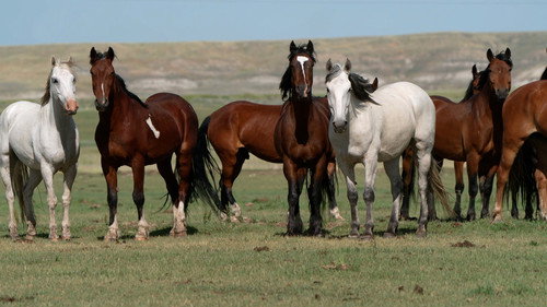 60 Minutes Season 55 Episode 10 - 11/20/2022: The Most Dangerous Place in the World, The Panini Sticker Phenomenon, Wild Horses