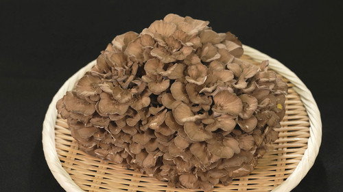 Trails to Oishii Tokyo Season 4 Episode 19 - MAITAKE