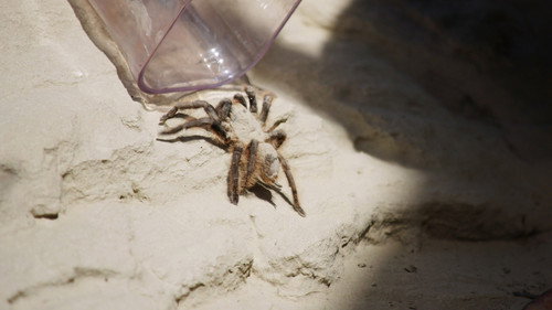 You vs. Wild Season 1 Episode 6 - A Venomous Adventure, Pt. 2