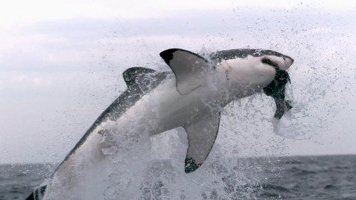When Sharks Attack Season 5 Episode 3 - Fear on Fire Island