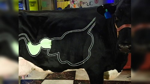 Beakman's World Season 2 Episode 23 - Momentum, Beakmania & Cows