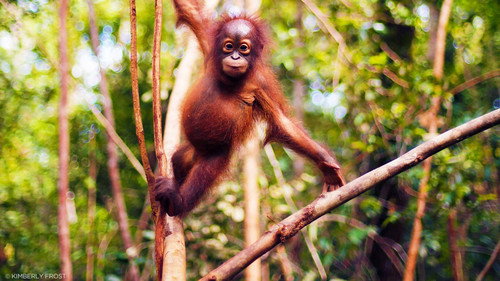 Orangutan Jungle School Season 2 Episode 6 - Bald is Beautiful