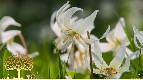 Gardeners' World Season 54 Episode 6 - Episode 6