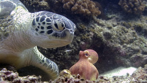 Nature Season 42 Episode 5 - Spy in the Ocean: Deep Trouble