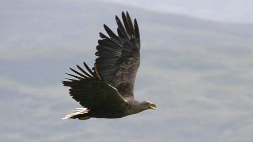 Nature Season 27 Episode 12 - Eagles of Mull