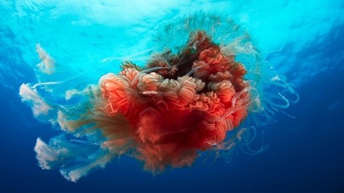 Blue Planet II Season 1 Episode 4 - Big Blue