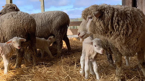 Nature Season 37 Episode 13 - American Spring LIVE: Birth and Rebirth