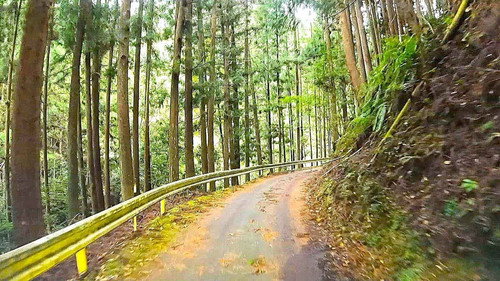 A Winding Road Through the Kii Mountains still
