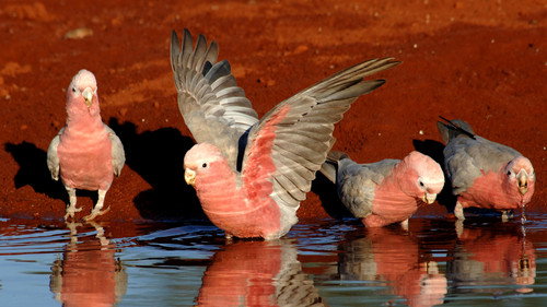 Nature Season 26 Episode 6 - Parrots in the Land of Oz