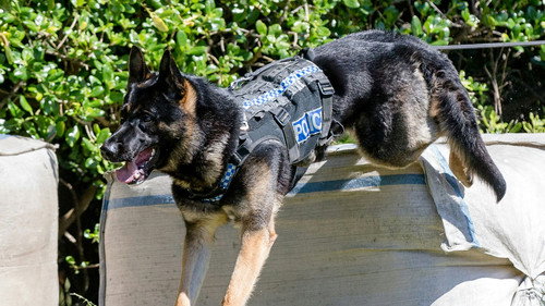 Dog Squad Season 12 Episode 7 - Episode 7