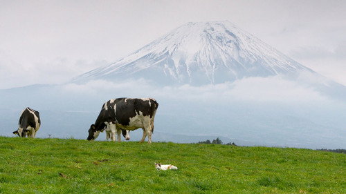 A Cat's-Eye View of Japan Season 1 Episode 4 - Mt. Fuji: Countryside Cats