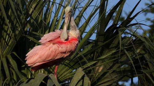 Nature Season 38 Episode 11 - Wild Florida