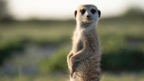 Meerkat Manor: Rise of the Dynasty Season 1 Episode 12 - Hell and High Water
