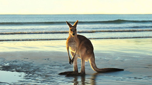 Nature Season 40 Episode 7 - Animals with Cameras 02: Australia