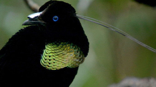 Nature Season 29 Episode 8 - Birds of the Gods