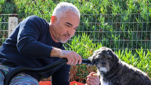 Cesar Millan: Better Human, Better Dog Season 1 Episode 9 - Tail End of Trauma
