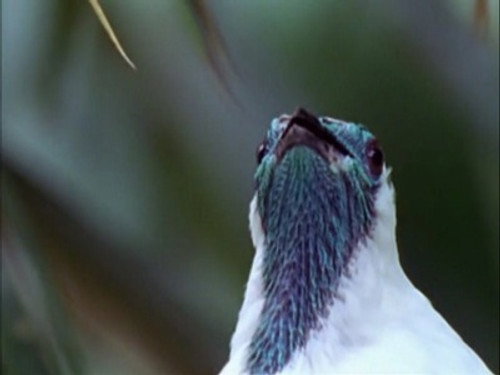 The Life of Birds Season 1 Episode 7 - Finding Partners