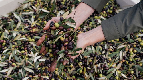 From the Source Season 2 Episode 2 - Olive Oil