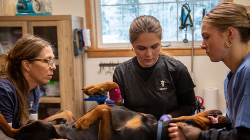 Dr. Oakley, Yukon Vet Season 10 Episode 1 - You Ain't Nothin' But a Hound Dog