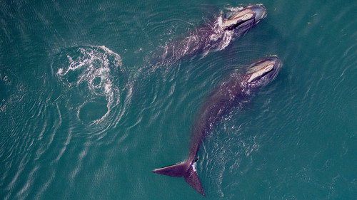 NOVA Season 50 Episode 7 - Saving the Right Whale
