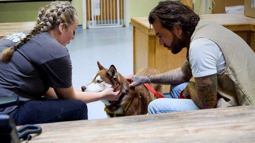 Pete Wicks: For Dogs’ Sake Season 4 Episode 4 - The Doodles