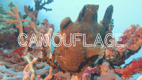 Frick, I Love Nature Season 1 Episode 3 - Incredible Aquatic Camouflage