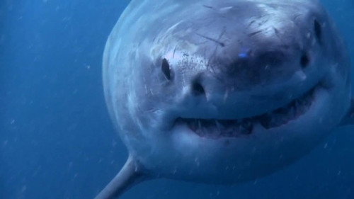 When Sharks Attack Season 5 Episode 8 - Australia's Deadliest Coast