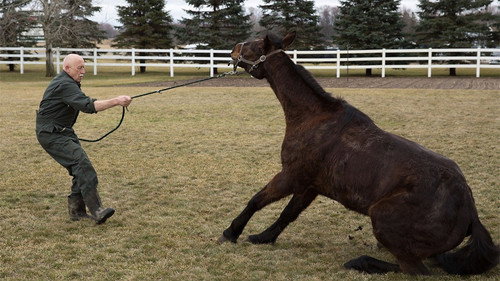 The Incredible Dr. Pol Season 12 Episode 1 - What's Moo with Ewe?