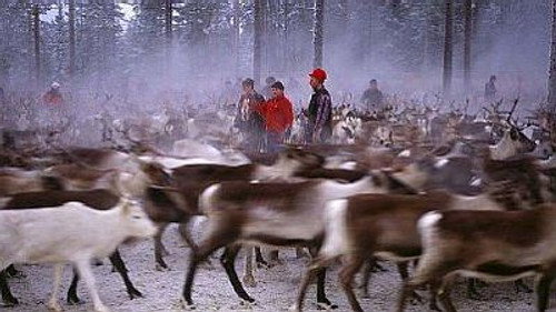 Natural World Season 16 Episode 9 - On the Path of the Reindeer
