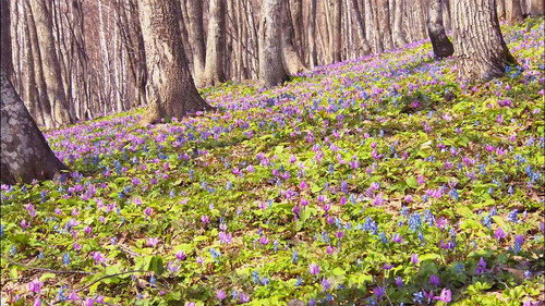 Wild Hokkaido! Season 2 Episode 14 - Mt. Tossho