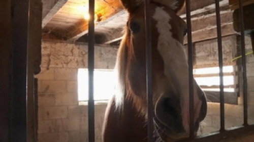 The Incredible Dr. Pol Season 15 Episode 10 - Danes of Our Lives