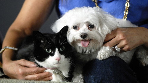 Nature Season 27 Episode 8 - Why We Love Cats and Dogs