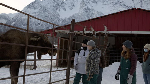 Dr. Oakley, Yukon Vet Season 10 Episode 2 - Even if it Quills Me