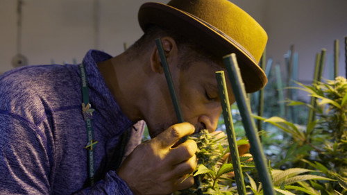 undefined Season 1 Episode 5 - Cannabis