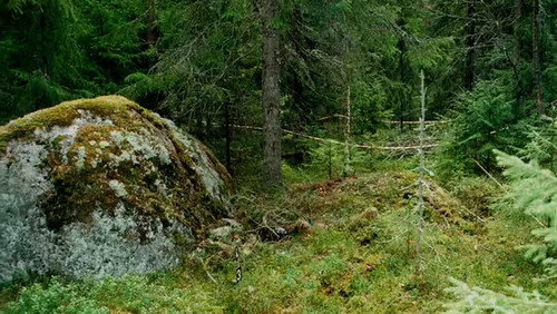 Kriminalarkivet med Pops och Lampers Season 3 Episode 2 - Found in the forest