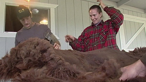 Dirty Jobs Season 2 Episode 15 - Alpaca Shearer