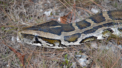 Nature Season 28 Episode 8 - Invasion of the Giant Pythons