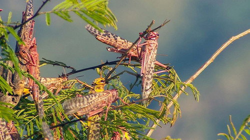 Our World Season 14 Episode 20 - Kenya's Locust Hunters
