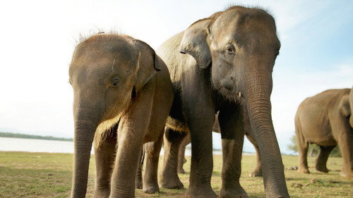 Secrets of the Elephants Season 1 Episode 4 - Asia